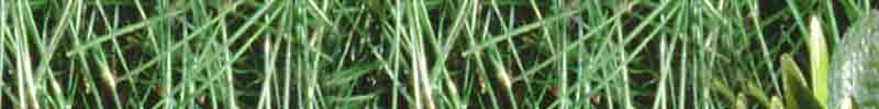 Gras